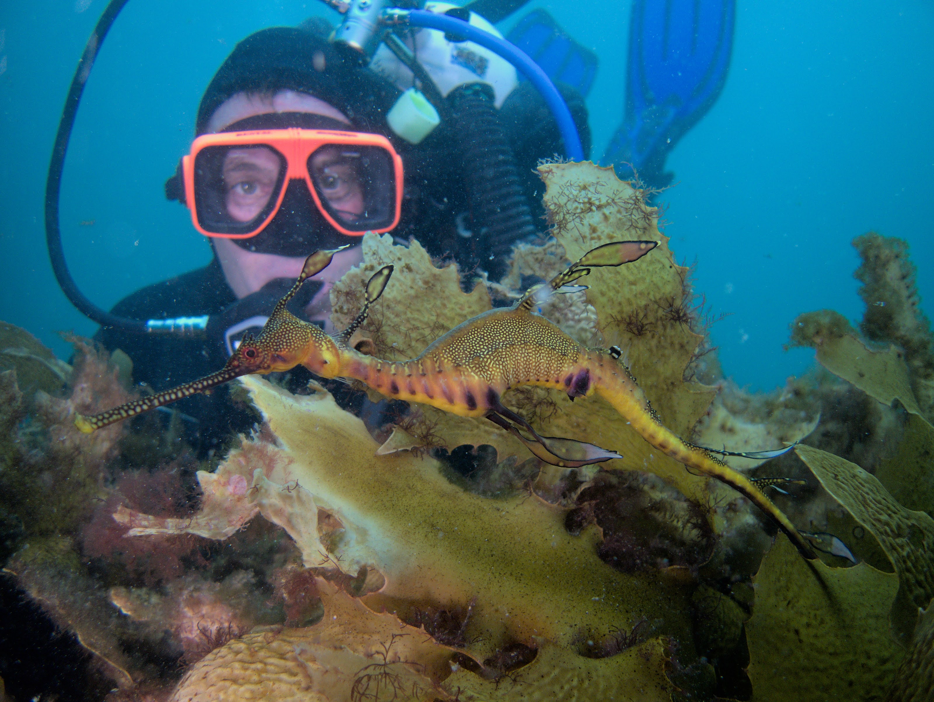 Graham Short diving in kelp forest