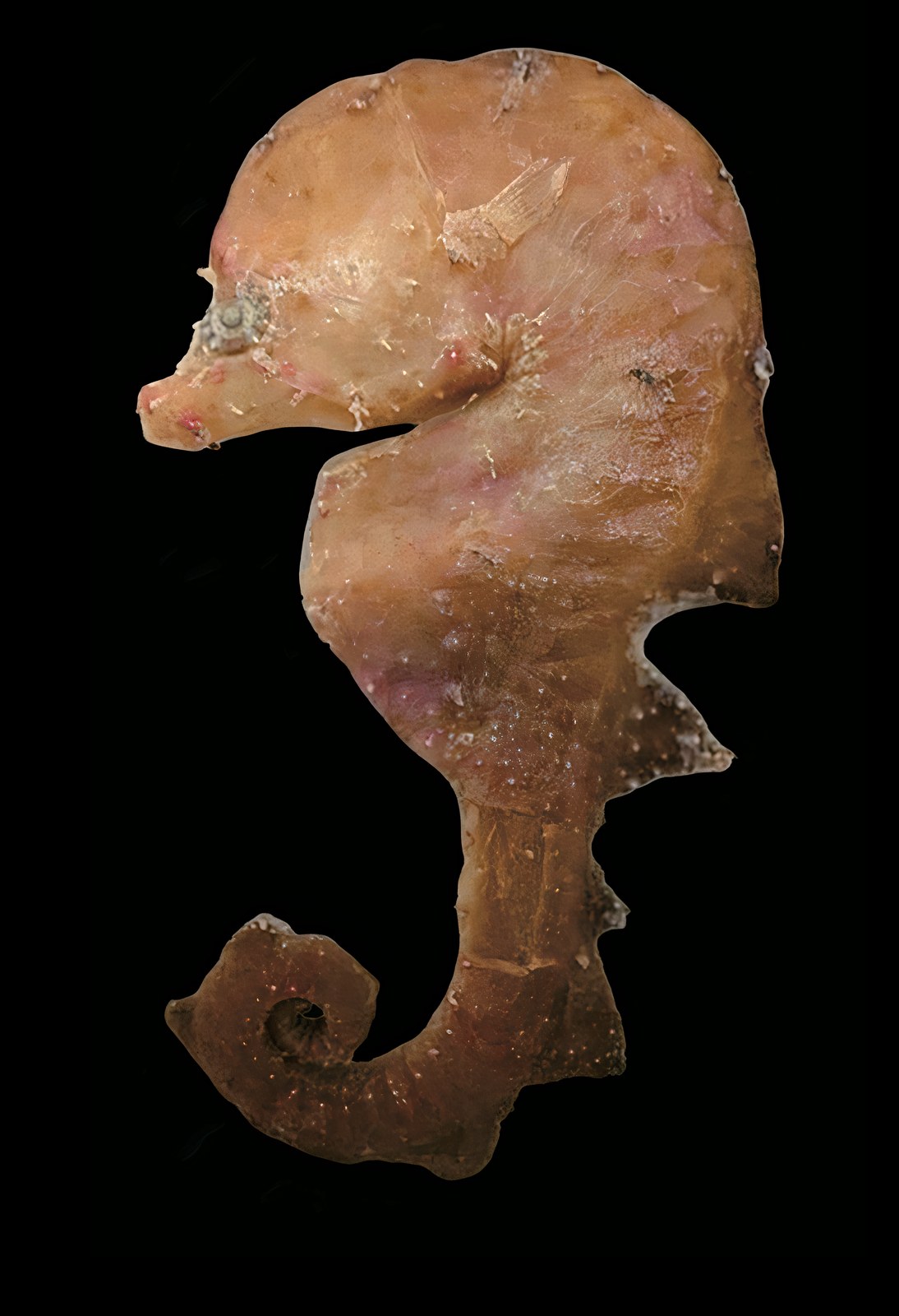Australyichthys aegis holotype, a newly described mesophotic syngnathid